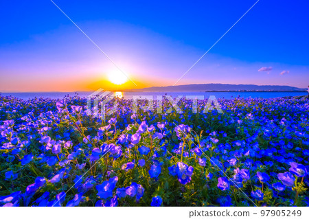 Nemophila and sunset at Osaka Maishima Seaside Park Nemophila and sunset at Osaka Maishima Seaside Park 97905249