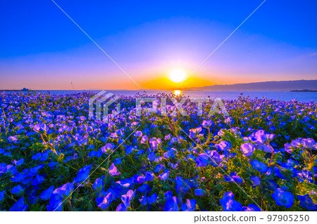 大阪舞洲海濱公園的 Nemophila 和日落 大阪舞洲海濱公園的 Nemophila 和日落 97905250