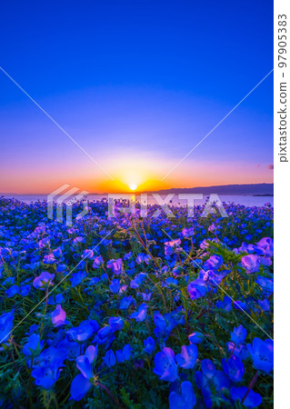 大阪舞洲海濱公園的 Nemophila 和日落 大阪舞洲海濱公園的 Nemophila 和日落 97905383