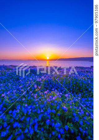 大阪舞洲海濱公園的 Nemophila 和日落 97905386