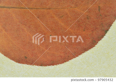 Background material of autumn leaves of Japanese paper and pear Background material of autumn leaves of Japanese paper and pear 97905432