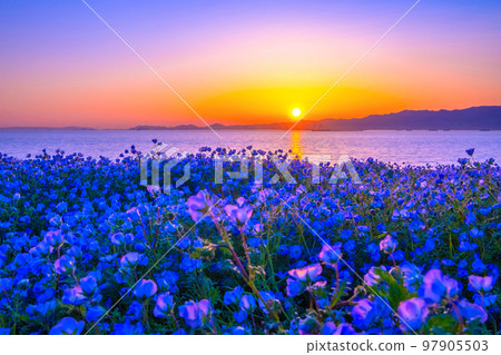 大阪舞洲海濱公園的 Nemophila 和日落 97905503