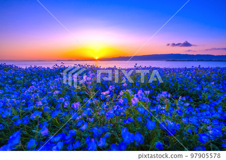 Nemophila and sunset at Osaka Maishima Seaside Park 97905578