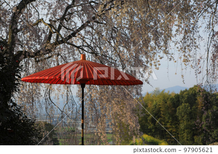 Mobi的垂枝櫻花 97905621