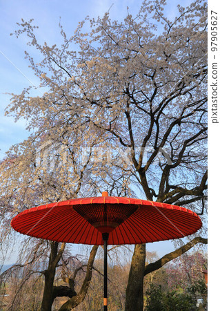 Weeping cherry blossoms of Mobi Weeping cherry blossoms of Mobi 97905627
