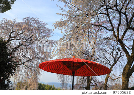 Weeping cherry blossoms of Mobi 97905628