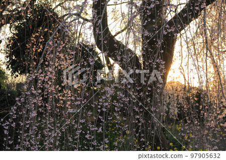 Mobi的垂枝櫻花 Mobi的垂枝櫻花 97905632