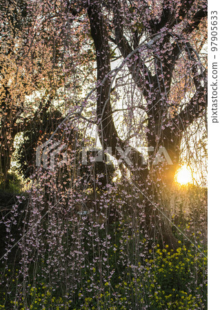 Mobi的垂枝櫻花 Mobi的垂枝櫻花 97905633