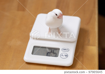 Weight measurement of a male white sparrow Weight measurement of a male white sparrow 97905645