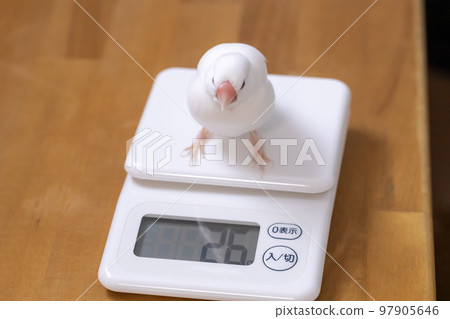 雄性白麻雀的體重測量 雄性白麻雀的體重測量 97905646