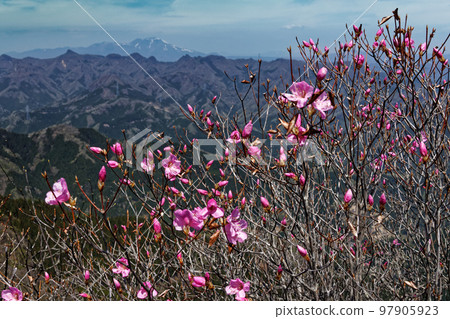 從西上州天貴岩看到的荒船山和淺間山，赤潮杜鵑盛開 97905923