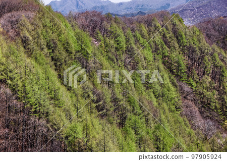 The fresh green of Japanese larch on the slopes of Mt. Shirake in Western Joshu The fresh green of Japanese larch on the slopes of Mt. Shirake in Western Joshu 97905924