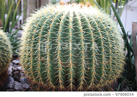 Cactus Golden Shachi Gurusoni 97906034
