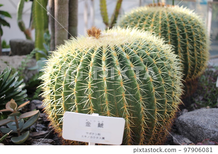 仙人掌 Golden Shachi Gurusoni 仙人掌 Golden Shachi Gurusoni 97906081