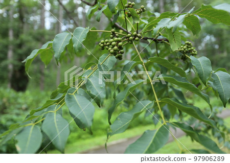 Yellowfin berries that grow in the mountains Yellowfin berries that grow in the mountains 97906289