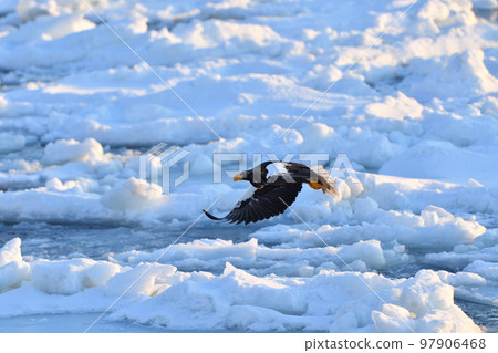北海道知床半島羅臼浮冰海雕 97906468