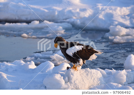 北海道知床半島羅臼浮冰海雕 北海道知床半島羅臼浮冰海雕 97906492