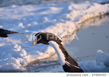 北海道知床半島羅臼浮冰海雕 97906493