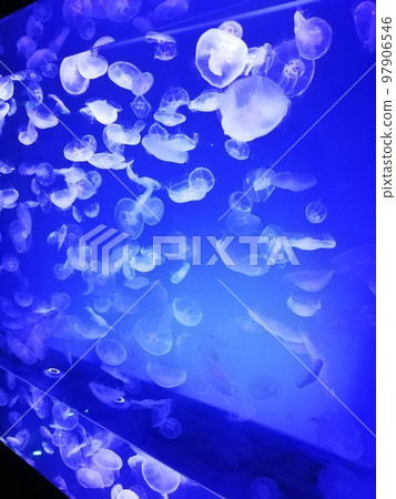 Jellyfish 01 Jellyfish 01 97906546