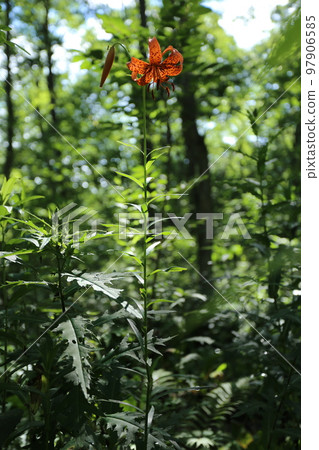 盛開在夏季高原濕地的百合花 盛開在夏季高原濕地的百合花 97906585