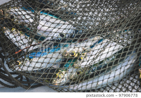 Raw fresh sea fish. 97906778