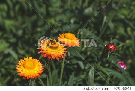 Straw flower field at the top of mountain. Straw flower field at the top of mountain. 97906841