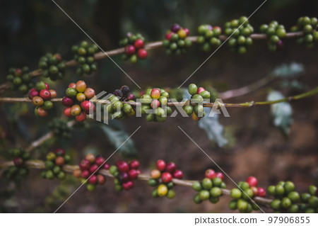 Coffee fruit seeds in a bouquet. 97906855