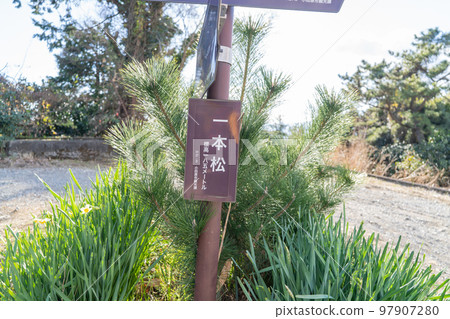 Ipponmatsu (Kozu/Soga Hills Walking Course) 97907280