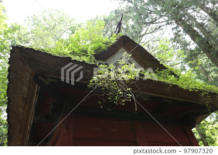 Togakushi Okusha和Zuijinmon在茅草屋頂上有很多植物 97907320