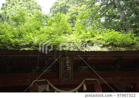 Togakushi Okusha和Zuijinmon在茅草屋頂上有很多植物 97907322