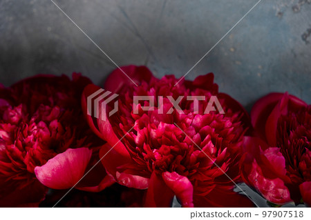 Fresh peonies flowers Fresh peonies flowers 97907518