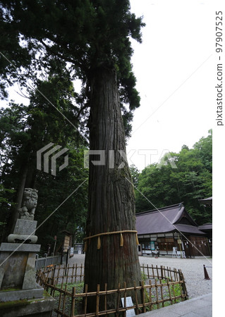 The middle shrine of Togakushi Shrine, where three large cedar trees are sacred trees. The middle shrine of Togakushi Shrine, where three large cedar trees are sacred trees. 97907525
