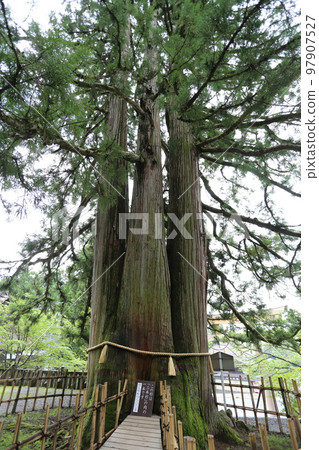 戶隱神社的中社，三棵大杉樹是神樹。 97907527