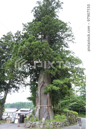 The middle shrine of Togakushi Shrine, where three large cedar trees are sacred trees. 97907550
