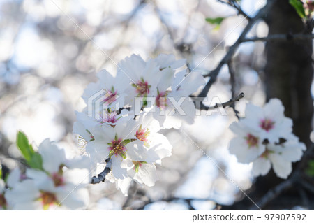 almond tree bloom 97907592