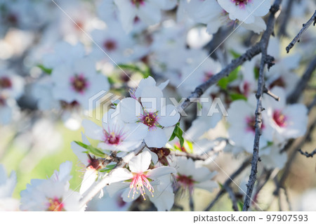 almond tree bloom almond tree bloom 97907593