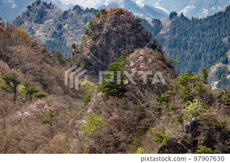 早春的烏干岳和從西上州白嶽山的山脊上盛開的赤潮筒子 早春的烏干岳和從西上州白嶽山的山脊上盛開的赤潮筒子 97907630