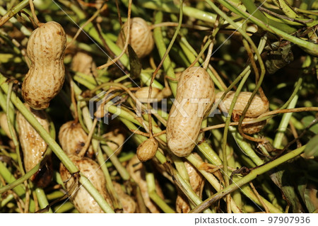 Peanuts just dug out of the soil 97907936