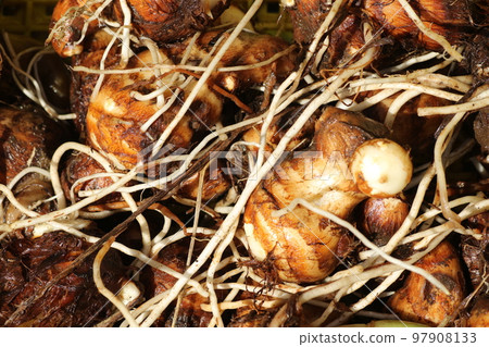 dug out taro dug out taro 97908133