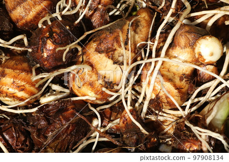 dug out taro dug out taro 97908134