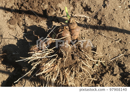 dug out taro dug out taro 97908140