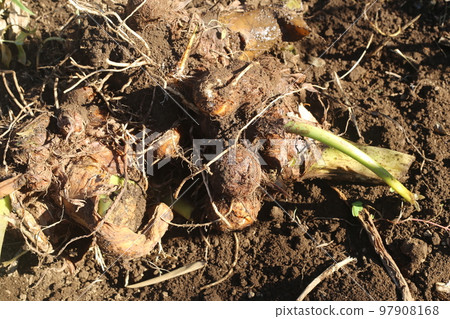 dug out taro 97908168