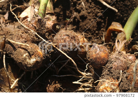 dug out taro dug out taro 97908172