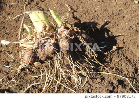 dug out taro 97908175