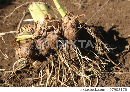 dug out taro 97908176