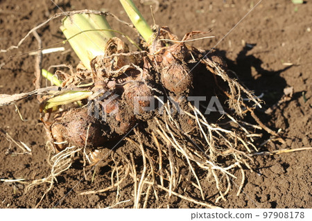 dug out taro dug out taro 97908178