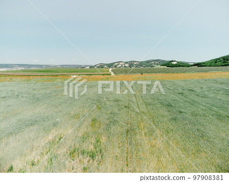 Aerial view on green wheat field in countryside. Field of wheat blowing in the wind like green sea. Young and green Spikelets. Ears of barley crop in nature. Agronomy, industry and food production. 97908381