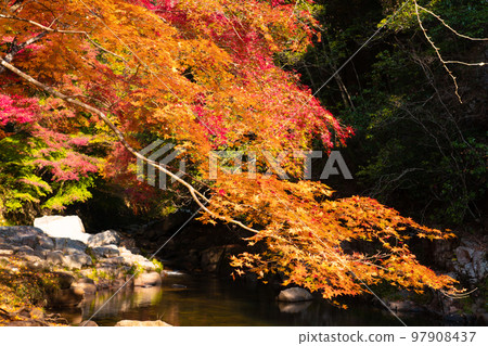 美麗的紅葉和溪流 2 岡山縣總社市 97908437