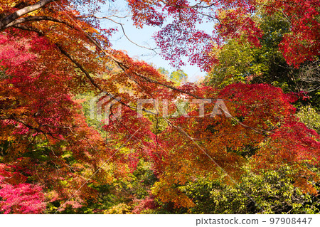 美麗的紅葉 5 岡山縣總社市 97908447