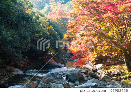 Gokei Autumn sunshine, mountain stream and autumn leaves 7 Soja City, Okayama Prefecture 97908466